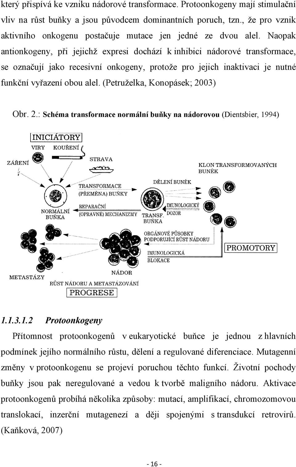 Naopak antionkogeny, při jejichž expresi dochází k inhibici nádorové transformace, se označují jako recesivní onkogeny, protože pro jejich inaktivaci je nutné funkční vyřazení obou alel.