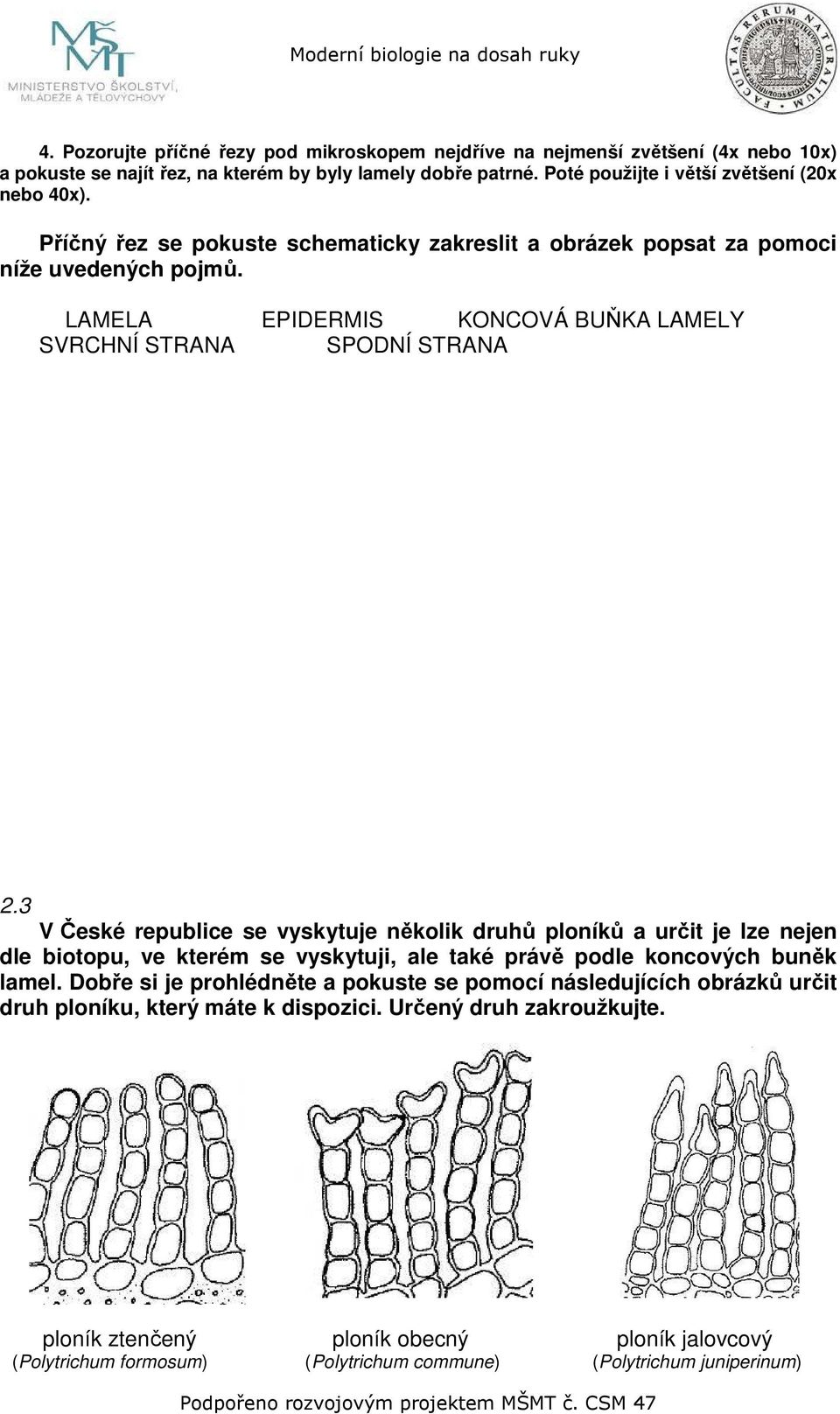 LAMELA EPIDERMIS KONCOVÁ BUŇKA LAMELY SVRCHNÍ STRANA SPODNÍ STRANA 2.