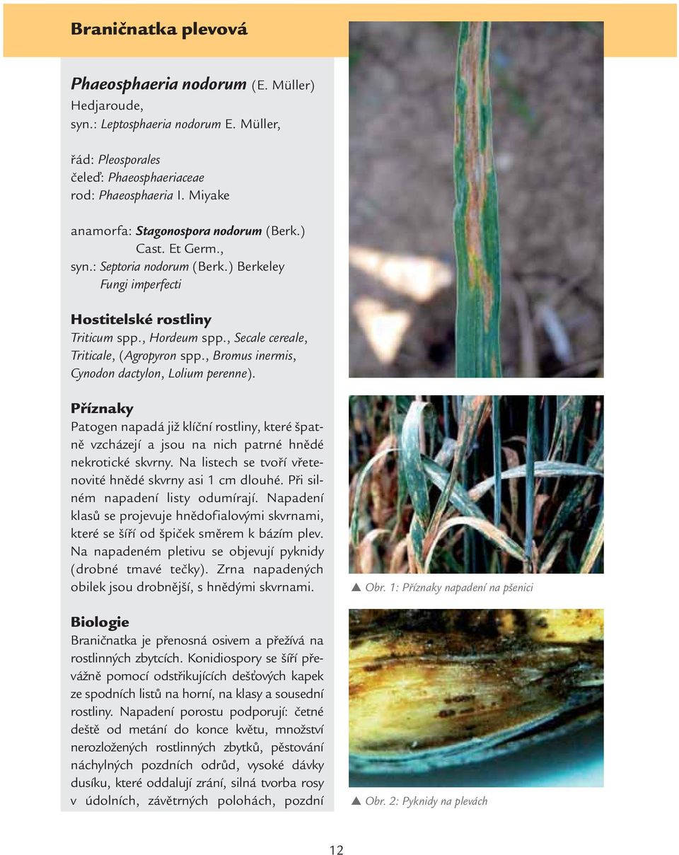 , Secale cereale, Triticale, (Agropyron spp., Bromus inermis, Cynodon dactylon, Lolium perenne).