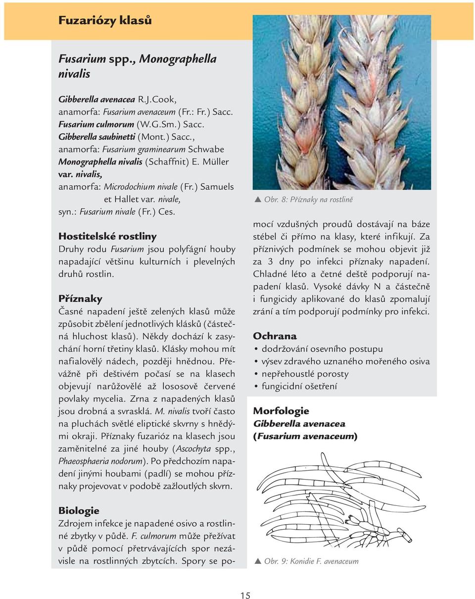 nivalis, anamorfa: Microdochium nivale (Fr.) Samuels et Hallet var. nivale, syn.: Fusarium nivale (Fr.) Ces.