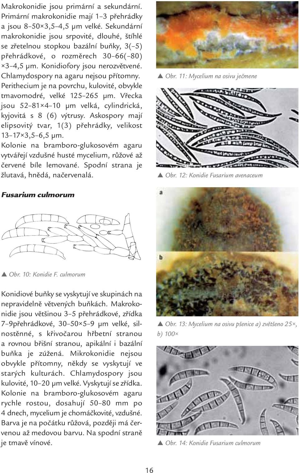 Chlamydospory na agaru nejsou přítomny. Perithecium je na povrchu, kulovité, obvykle tmavomodré, velké 125 265 μm. Vřecka jsou 52 81 4 10 μm velká, cylindrická, kyjovitá s 8 (6) výtrusy.