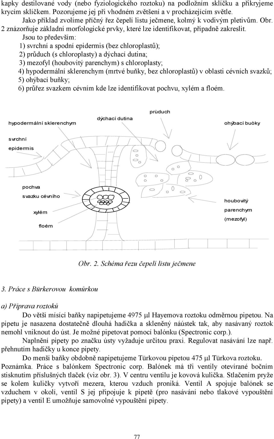 chloroplastů); 2) průduch (s chloroplasty) a dýchací dutina; 3) mezofyl (houbovitý parenchym) s chloroplasty; 4) hypodermální sklerenchym (mrtvé buňky, bez chloroplastů) v oblasti cévních svazků; 5)