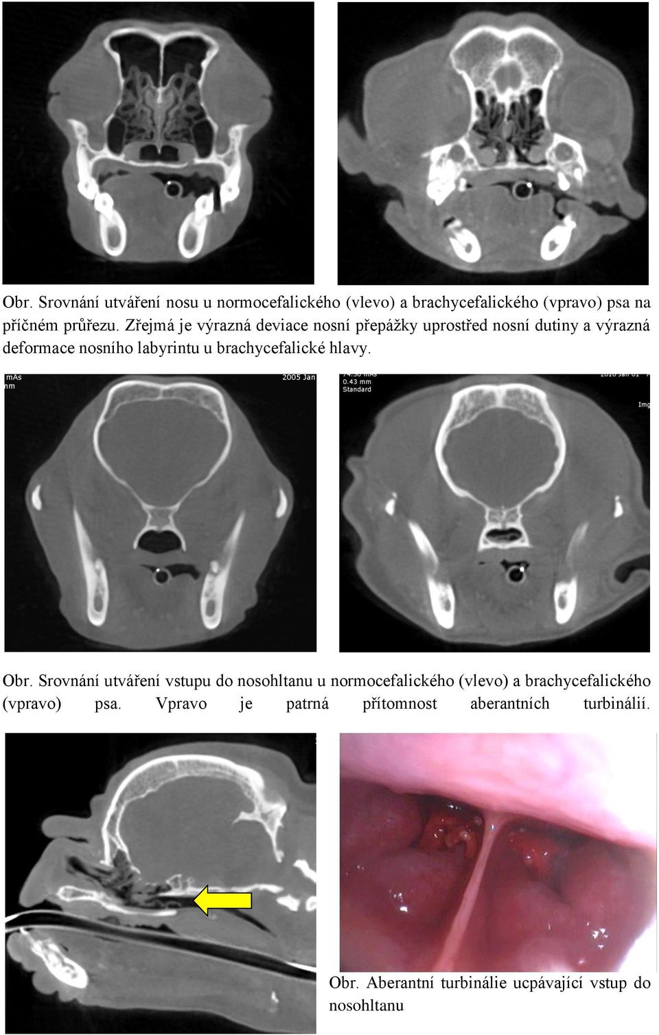 brachycefalické hlavy. Obr.