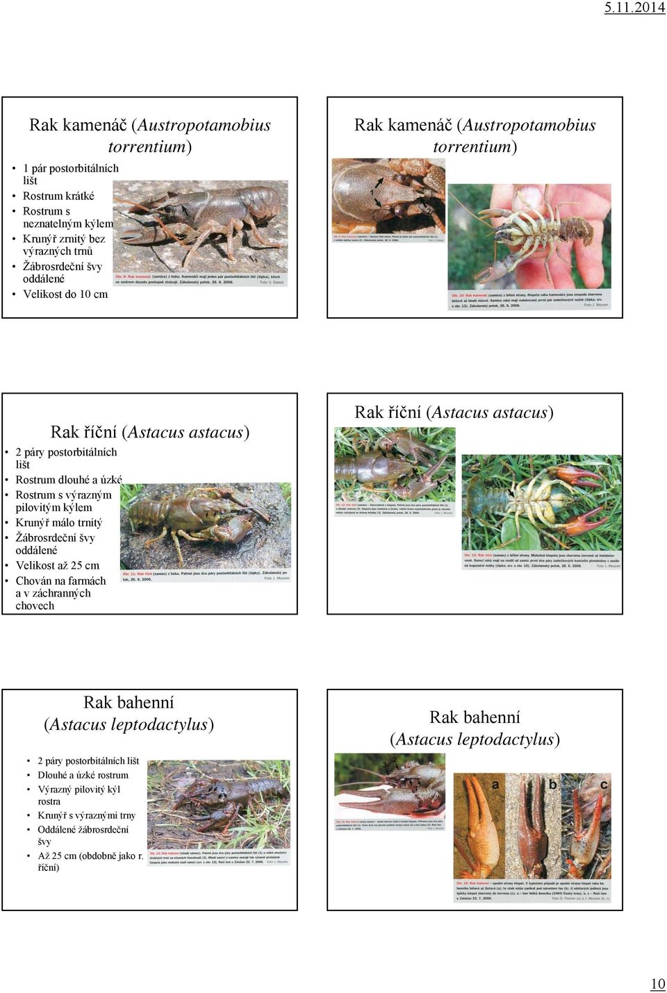 Krunýř málo trnitý Žábrosrdeční švy oddálené Velikost až 25 cm Chován na farmách a v záchranných chovech Rak říční (Astacus astacus) Rak bahenní (Astacus leptodactylus) 2 páry