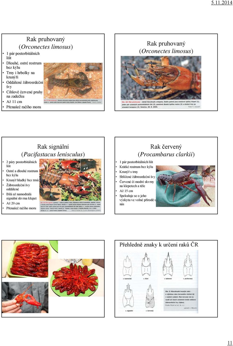 namodralá signální skvrna klepet Až 20 cm Přenašeč račího moru Rak signální (Pacifastacus lenisculus) 1 pár postorbitálních lišt Krátké rostrum bez kýlu Krunýř s trny Sblížené