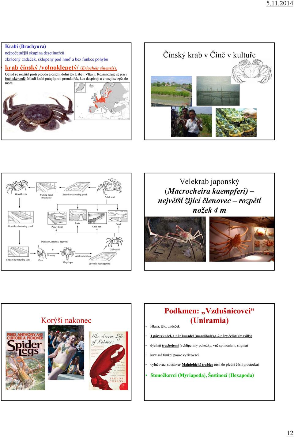 Čínský krab v Číně v kultuře Velekrab japonský (Macrocheira kaempferi) největší žijící členovec rozpětí nožek 4 m Korýši nakonec Podkmen: Vzdušnicovci (Uniramia) Hlava, tělo, zadeček 1 pár tykadel, 1