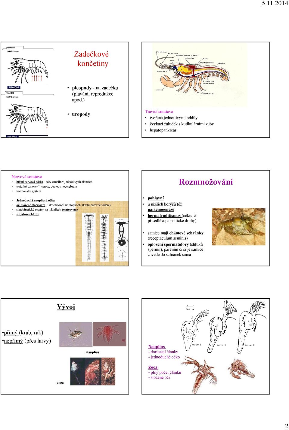 - proto, deuto, tritocerebrum hormonální systém Jednoduchá naupliová očka oči složené (facetové), u desetinožců na stopkách, (krabi barevné vidění) statokinetické orgány na tykadlech (statocysta)