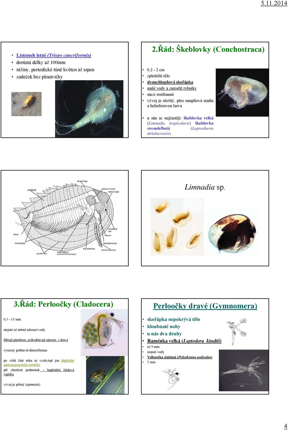 nejčastěji: škeblovka velká (Limnadia leupicularis) škeblovka rovnohřbetá (Leptestheria dekalacensis). Limnadia sp. 0,3-15 mm 3.