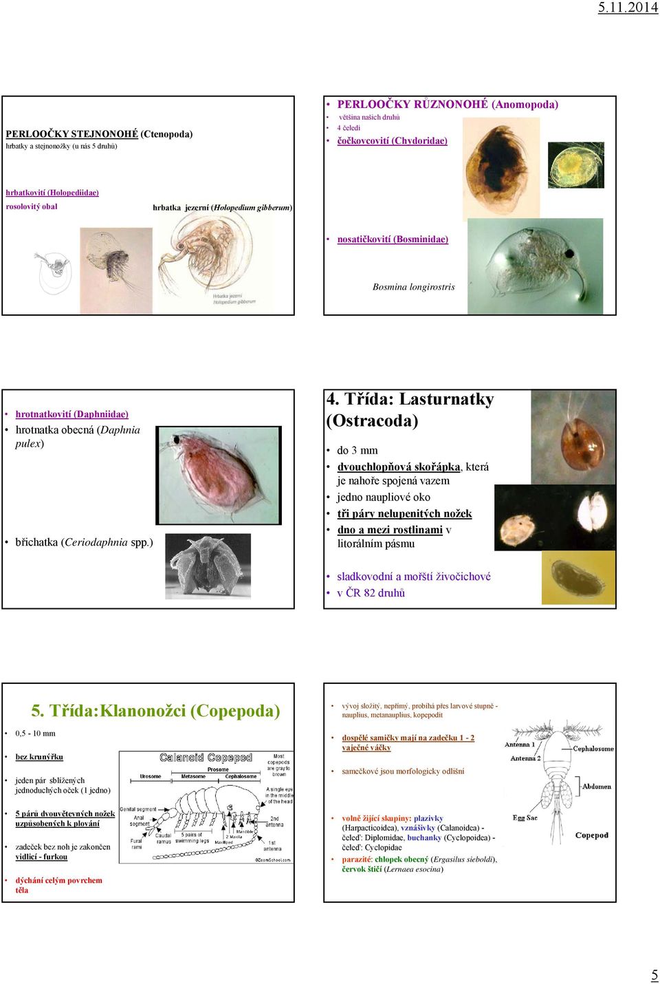 Třída: Lasturnatky (Ostracoda) do 3 mm dvouchlopňová skořápka, která je nahoře spojená vazem jedno naupliové oko tři páry nelupenitých nožek dno a mezi rostlinami v litorálním pásmu sladkovodní a