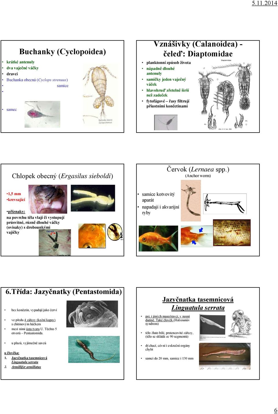 ) (Anchor worm) 1,5 mm krevsající příznaky: na povrchu těla vlají či vystupují průsvitné, různě dlouhé váčky (ovisaky) s drobounkými vajíčky samice kotvovitý aparát napadají i akvarijní ryby 6.