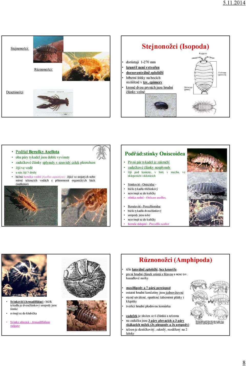 běžná beruška vodní (Asellus aquaticus) žijící ve stojatých nebo mírně tekoucích vodách s přítomností organických látek (indikátor) Podřád:stinky Oniscoidea První pár tykadel je zakrnělý zadečkové