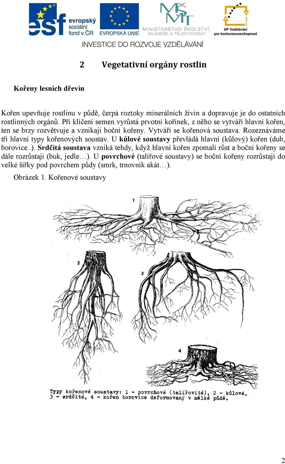 Rozeznáváme tři hlavní typy kořenových soustav. U kůlové soustavy převládá hlavní (kůlový) 