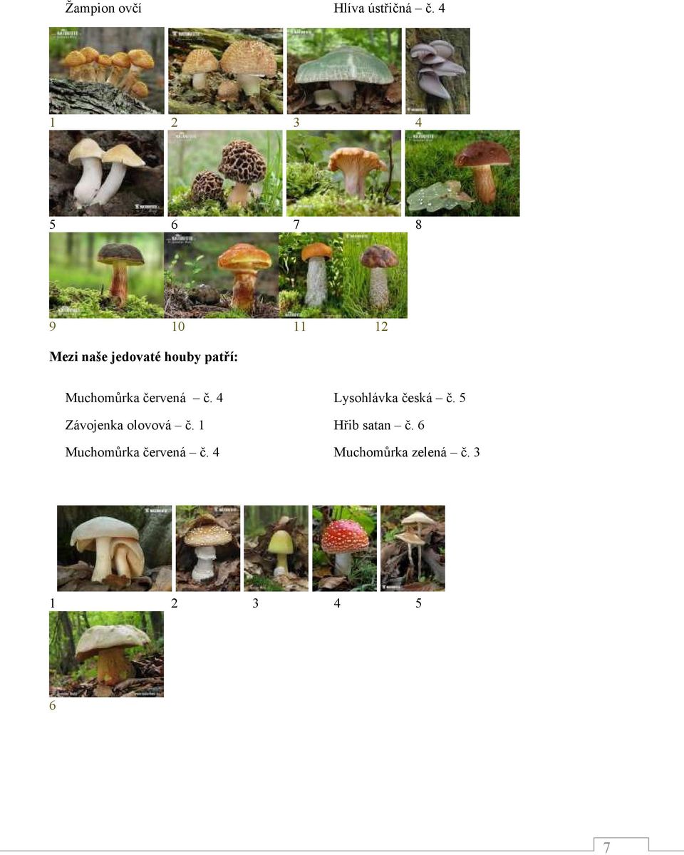 patří: Muchomůrka červená č. 4 Lysohlávka česká č.