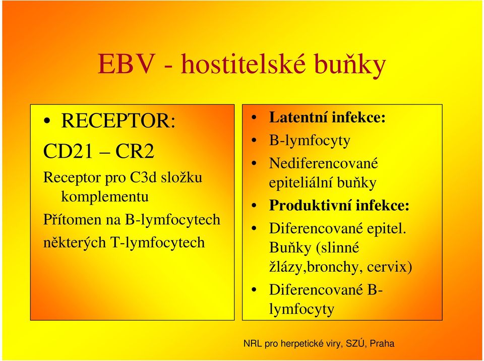 infekce: B-lymfocyty Nediferencované epiteliální buňky Produktivní