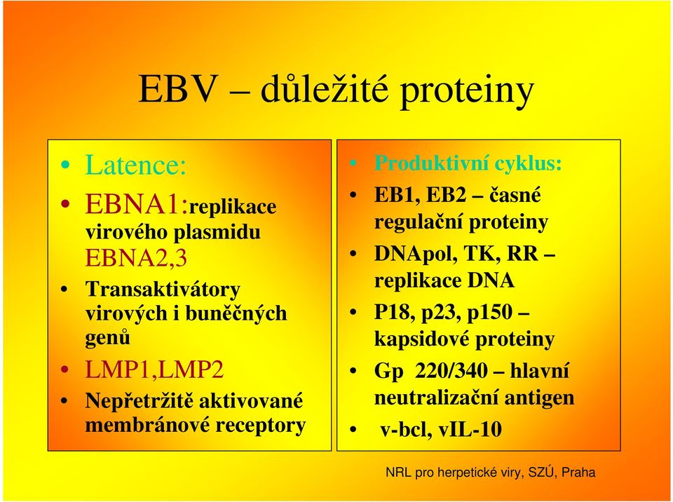 membránové receptory Produktivní cyklus: EB1, EB2 časné regulační proteiny DNApol,