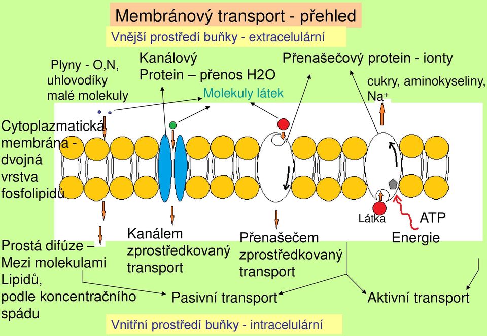 vrstva fosfolipidů Kanálem Prostá difúze zprostředkovaný Mezi molekulami transport Lipidů, podle koncentračního spádu