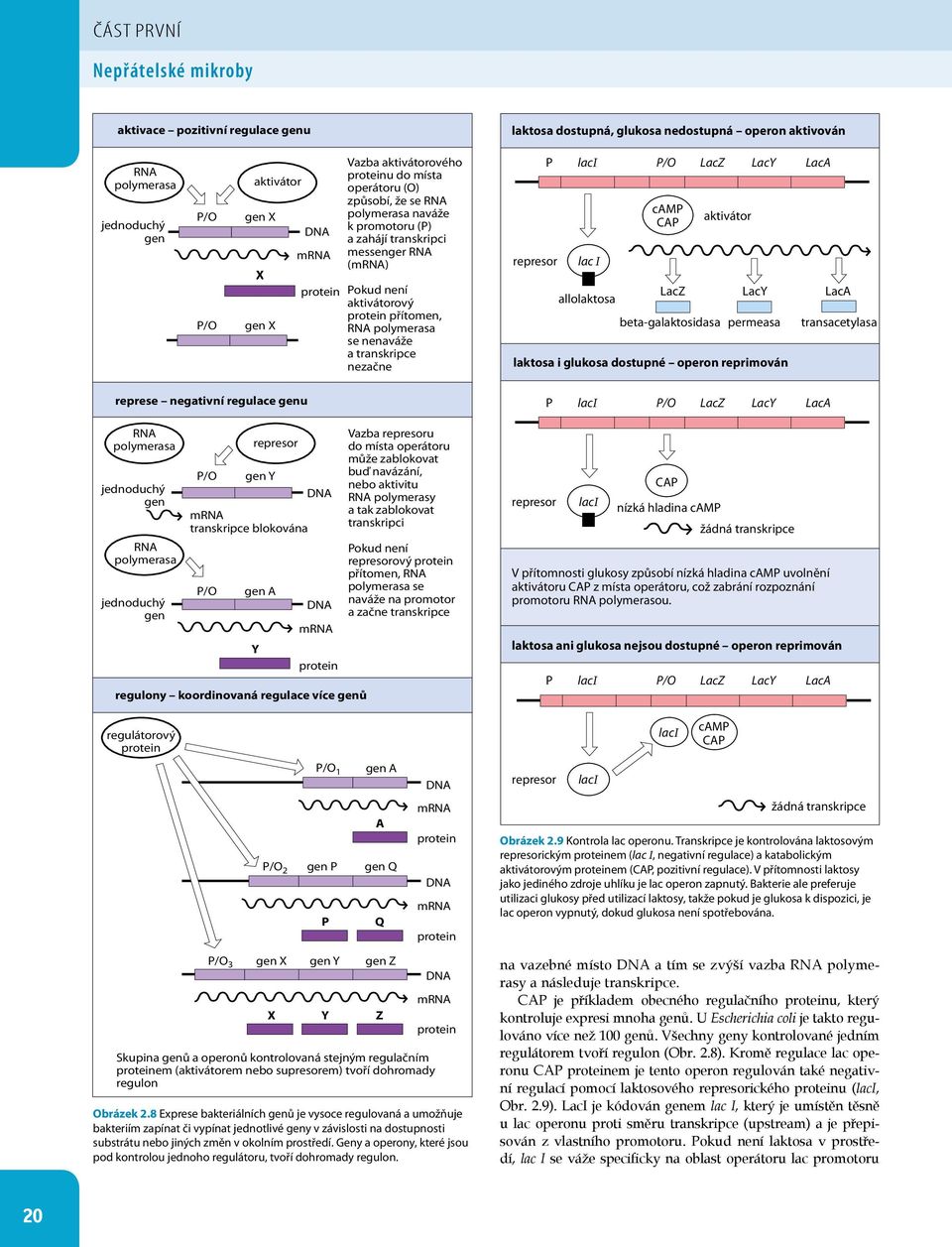 nenaváže a transkripce nezačne represor P laci P/O LacZ LacY LacA lac I allolaktosa camp CAP aktivátor LacZ LacY LacA beta-galaktosidasa permeasa laktosa i glukosa dostupné operon reprimován