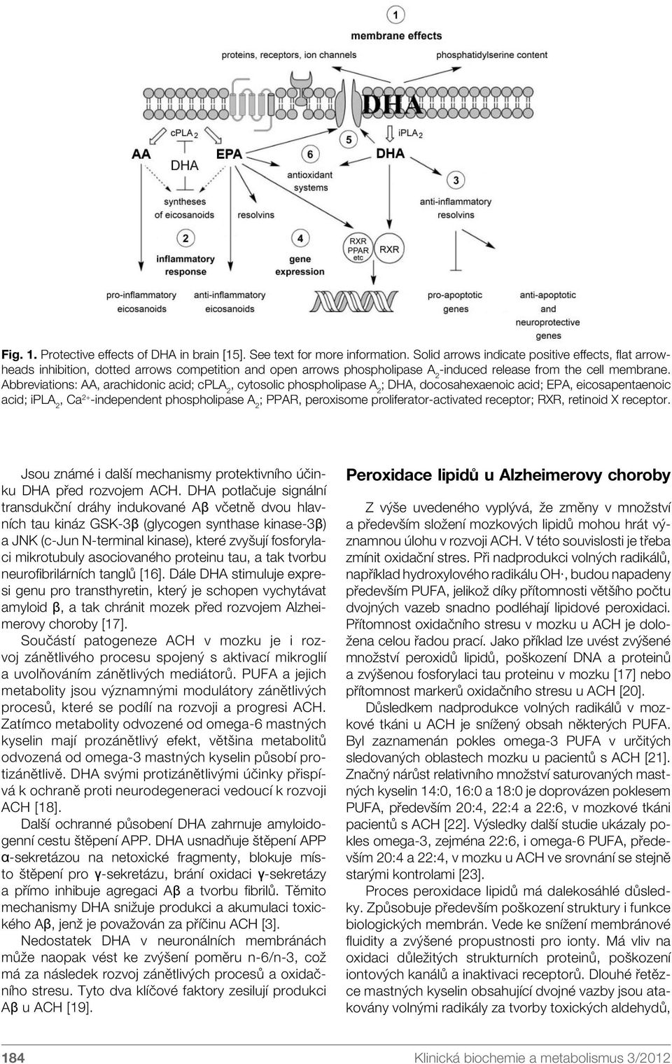 Abbreviations: AA, arachidonic acid; cpla 2, cytosolic phospholipase A 2 ; DHA, docosahexaenoic acid; EPA, eicosapentaenoic acid; ipla 2, Ca 2+ -independent phospholipase A 2 ; PPAR, peroxisome