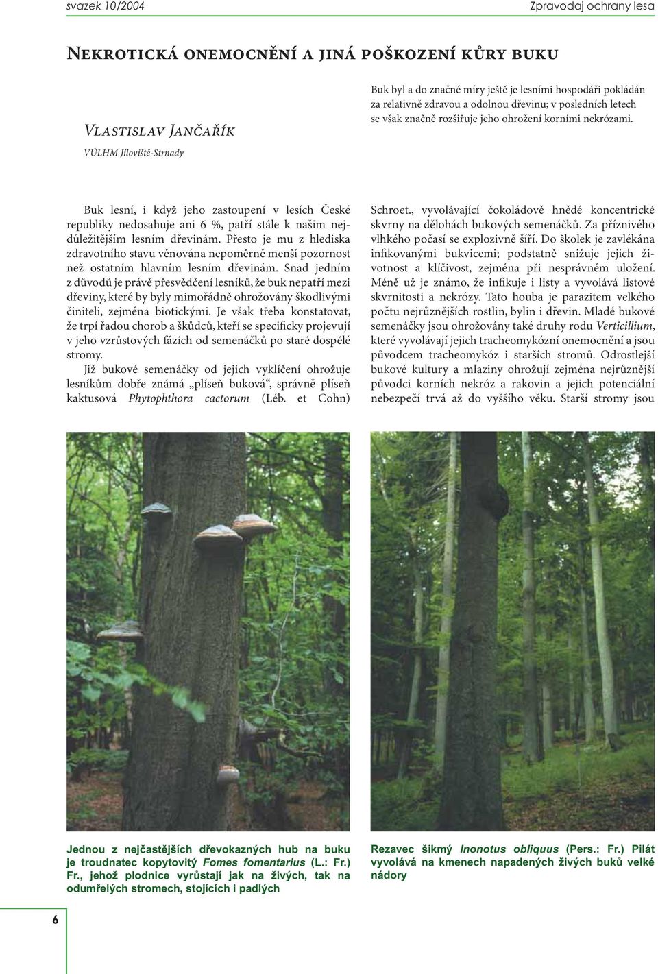 Buk lesní, i když jeho zastoupení v lesích České republiky nedosahuje ani 6 %, patří stále k našim nejdůležitějším lesním dřevinám.