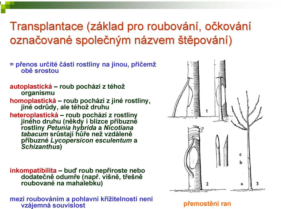 (někdy i blízce příbuzné rostliny Petunia hybrida a Nicotiana tabacum srůstají hůře než vzdáleně příbuzné Lycopersicon esculentum a Schizanthus) inkompatibilita