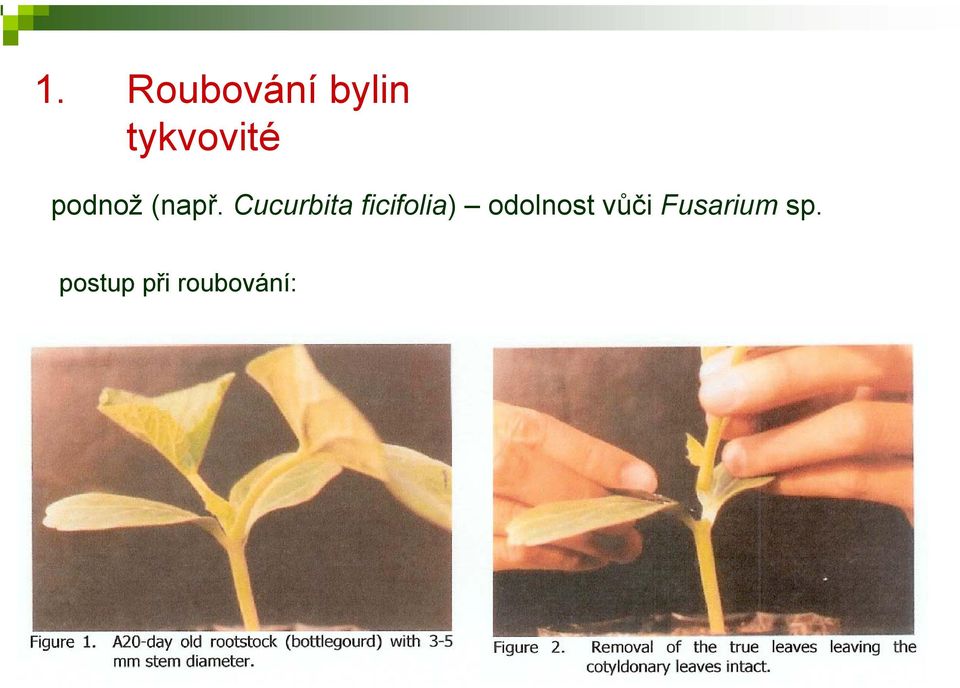 Cucurbita ficifolia)