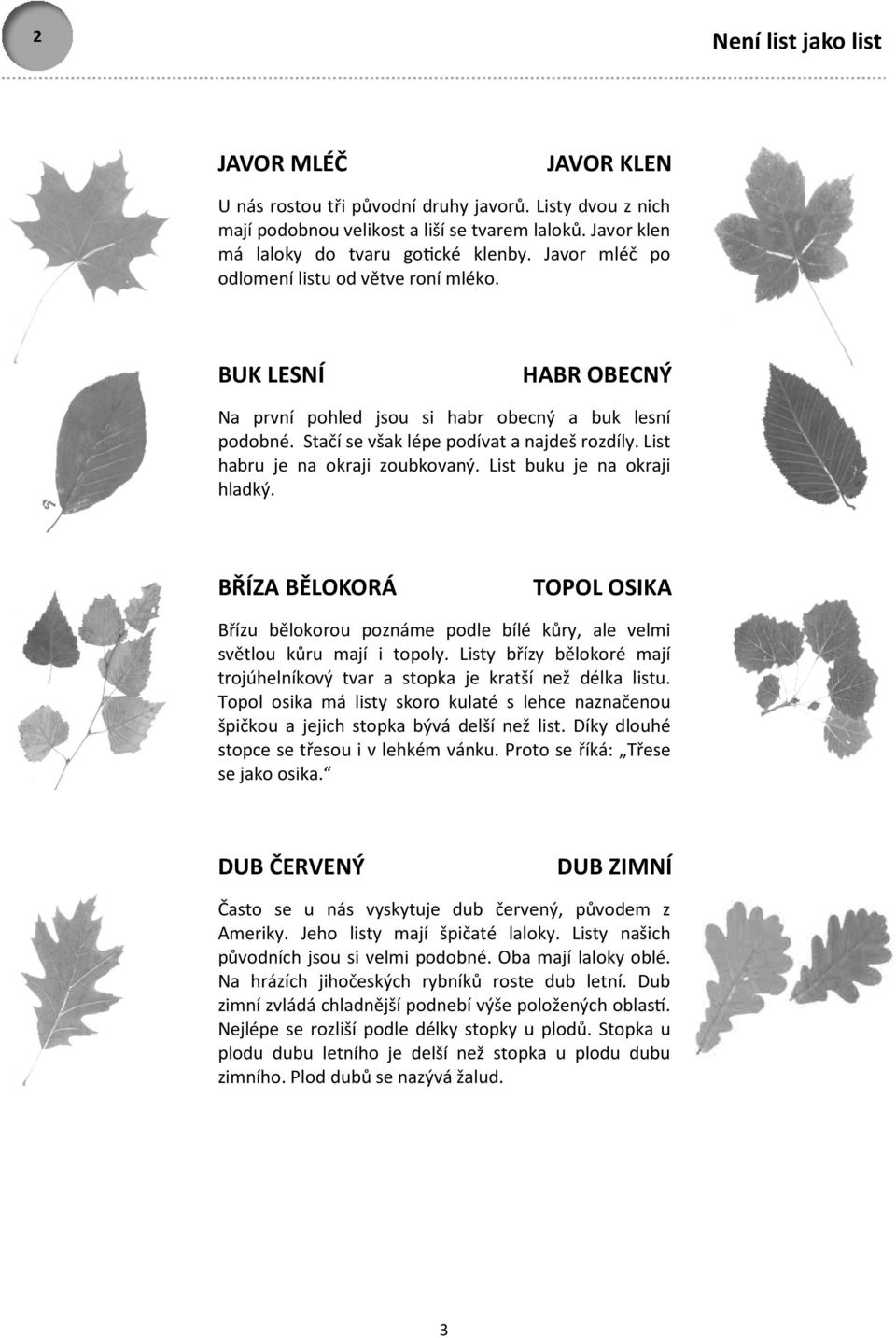 List habru je na okraji zoubkovaný. List buku je na okraji hladký. BŘÍZA BĚLOKORÁ TOPOL OSIKA Břízu bělokorou poznáme podle bílé kůry, ale velmi světlou kůru mají i topoly.