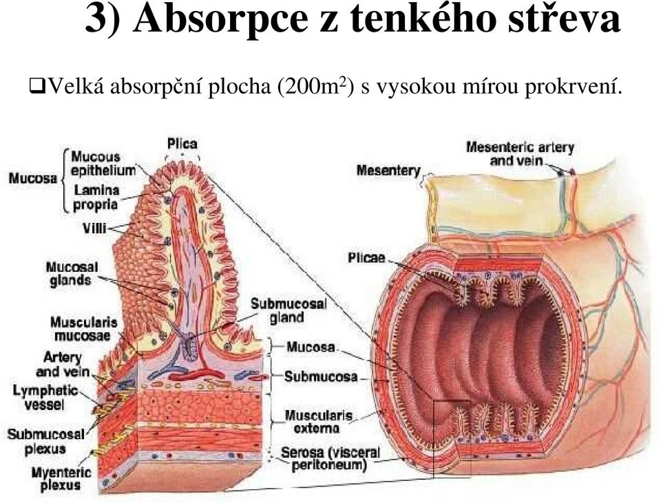 absorpční plocha