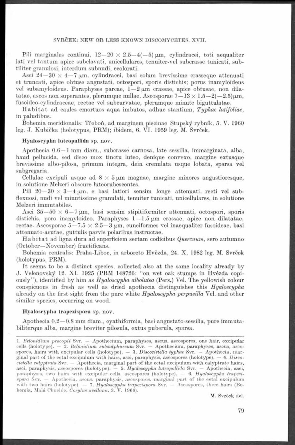 Asci 24 30 X 4 7 xm, cylindracei, basi solum brevissime crasseque attenuati et truncati, apice obtuse angustati, octospori, sporis distichis; porus inamyloideus vel subamyloideus.