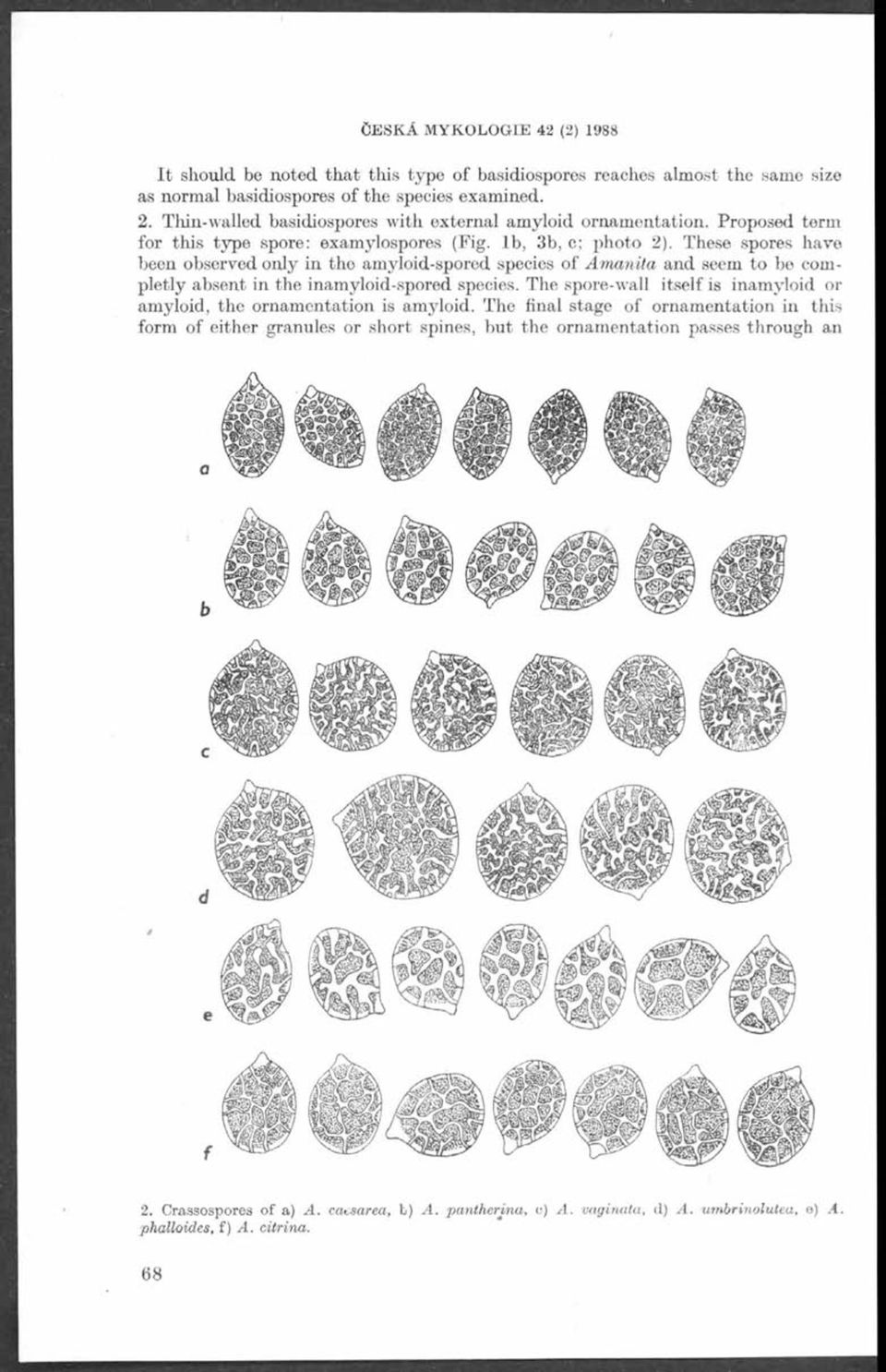 These spores have been observed only in the amyloid-spored species of Am anita and seem to be completly absent in the inamyloid-spored species.