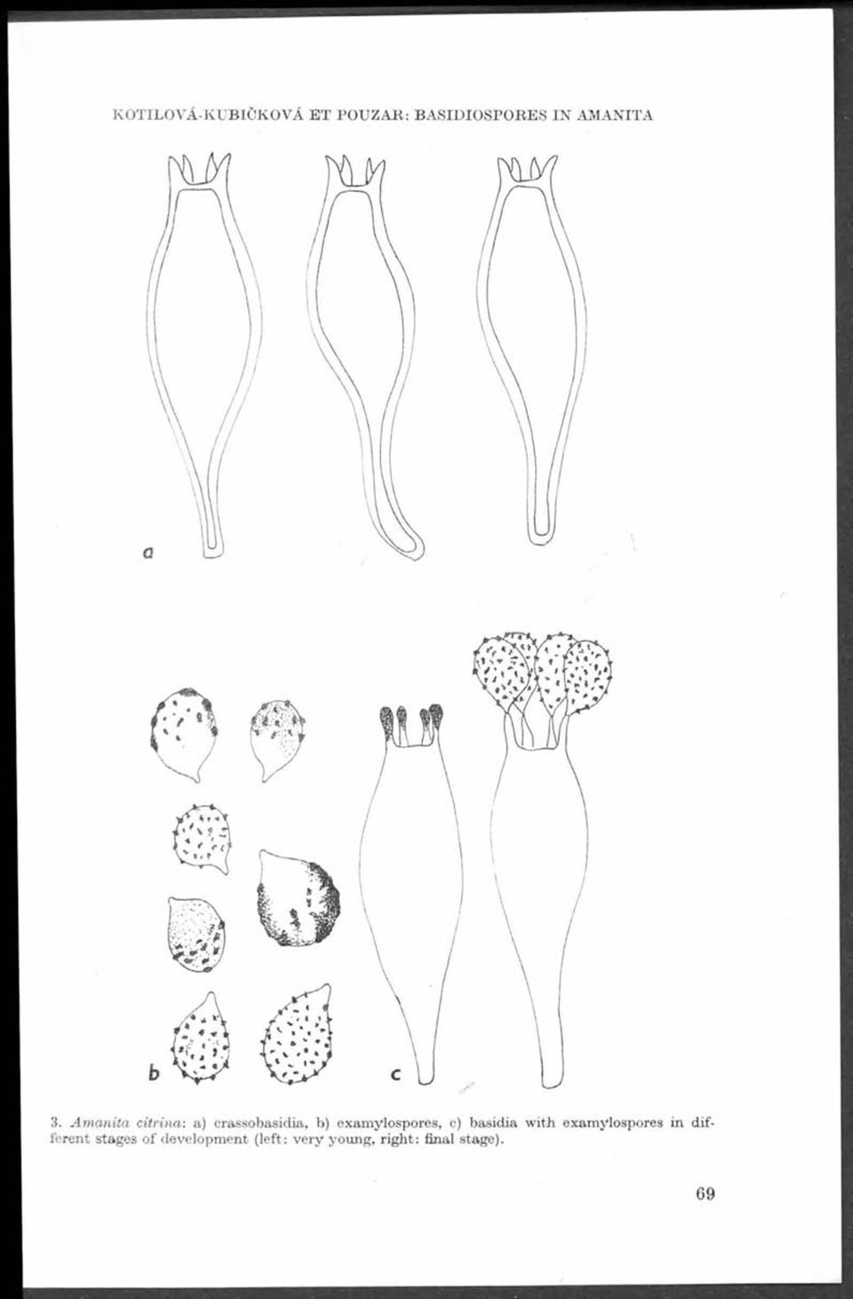 A m anita citrina: a) crassobasidia, b) examylospores, o) basidia w ith