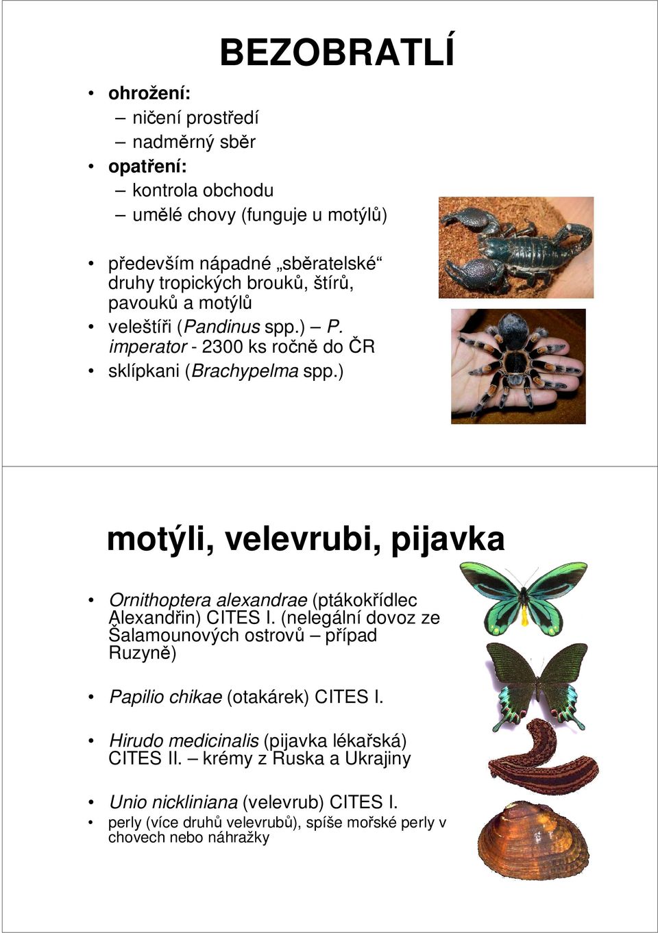 ) motýli, velevrubi, pijavka Ornithoptera alexandrae (ptákokřídlec Alexandřin) CITES I.