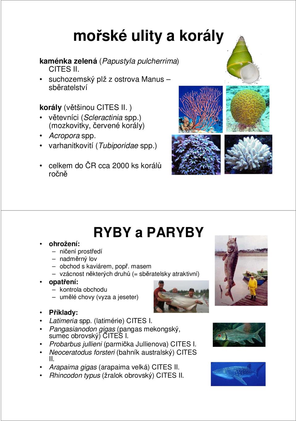 masem vzácnost některých druhů (= sběratelsky atraktivní) opatření: kontrola obchodu umělé chovy (vyza a jeseter) Příklady: Latimeria spp. (latimérie) CITES I.
