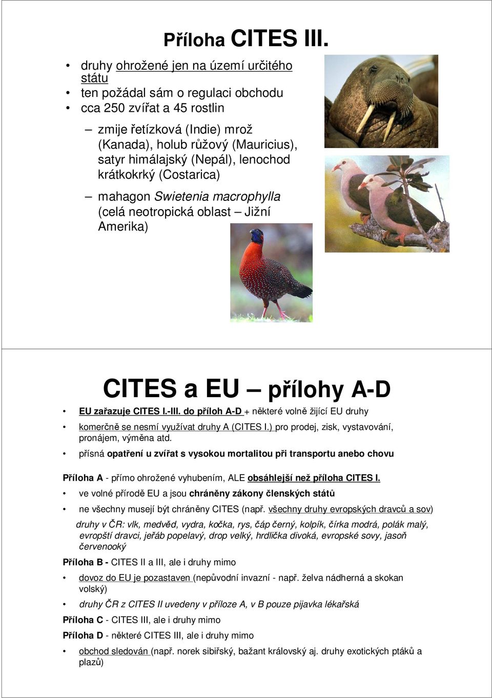 lenochod krátkokrký (Costarica) mahagon Swietenia macrophylla (celá neotropická oblast Jižní Amerika) CITES a EU přílohy A-D EU zařazuje CITES I.-III.