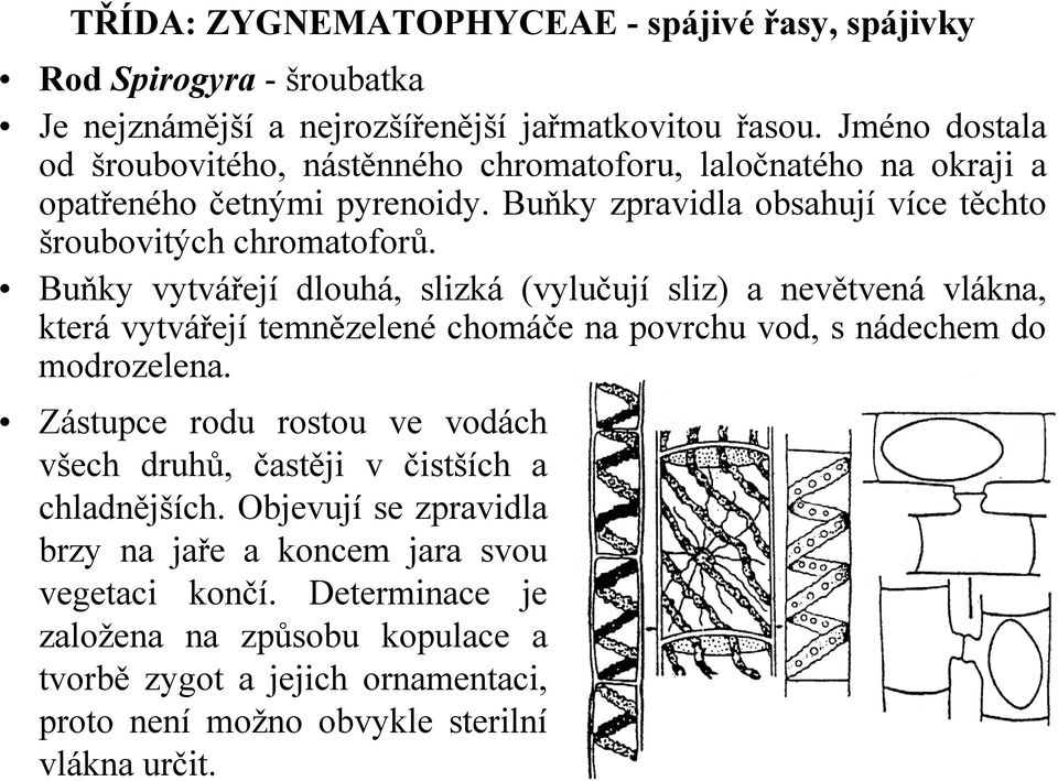 Buňky zpravidla obsahují více těchto šroubovitých chromatoforů.