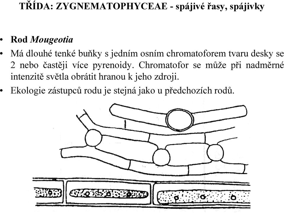 Chromatofor se může při nadměrné intenzitě světla obrátit