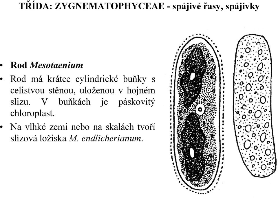 V buňkách je páskovitý chloroplast.