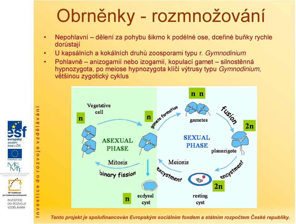 Gymnodinium Pohlavně anizogamií nebo izogamií, kopulací gamet silnostěnná