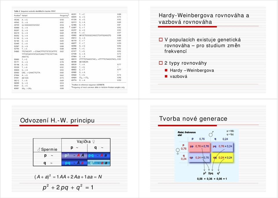 rovnováhy Hardy Weinbergova vazbová Odvození H.-W.
