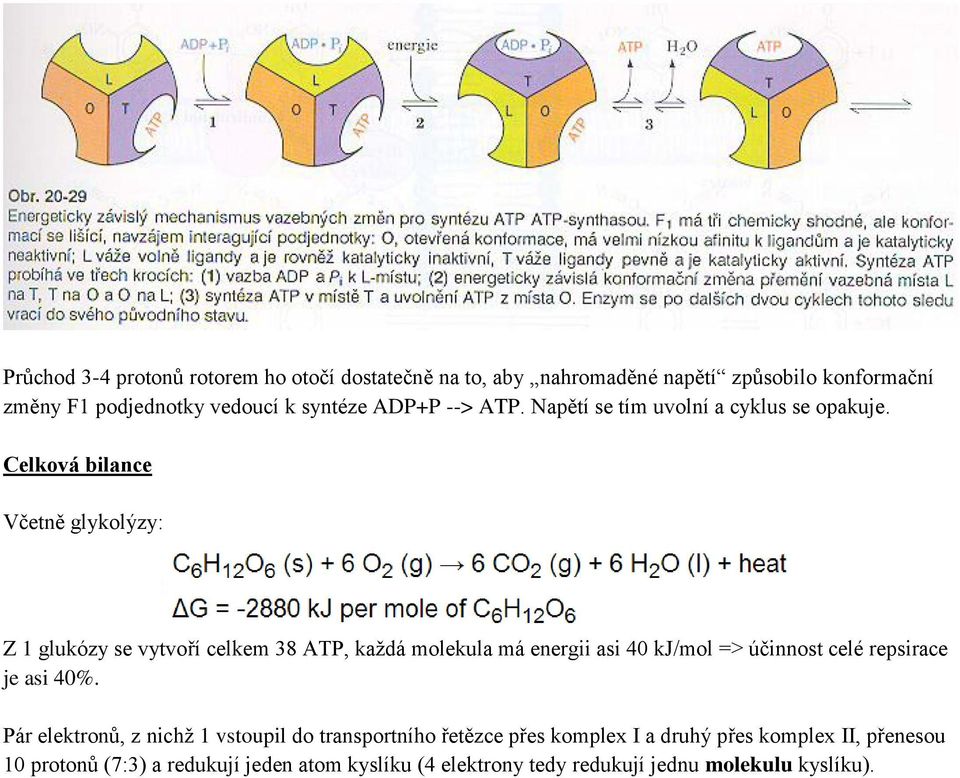 Celková bilance Včetně glykolýzy: Z 1 glukózy se vytvoří celkem 38 ATP, každá molekula má energii asi 40 kj/mol => účinnost celé repsirace