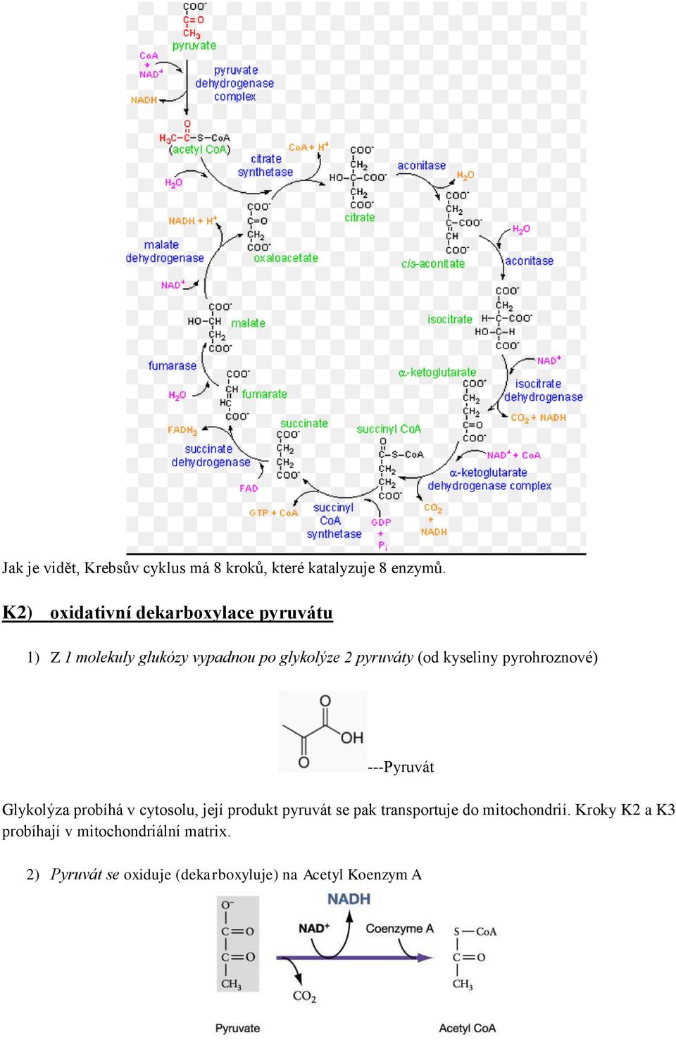 kyseliny pyrohroznové) ---Pyruvát Glykolýza probíhá v cytosolu, její produkt pyruvát se pak