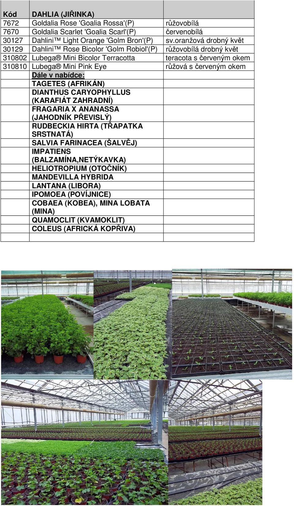 růžová s červeným okem Dále v nabídce: TAGETES (AFRIKÁN) DIANTHUS CARYOPHYLLUS (KARAFIÁT ZAHRADNÍ) FRAGARIA X ANANASSA (JAHODNÍK PŘEVISLÝ) RUDBECKIA HIRTA (TŘAPATKA SRSTNATÁ) SALVIA