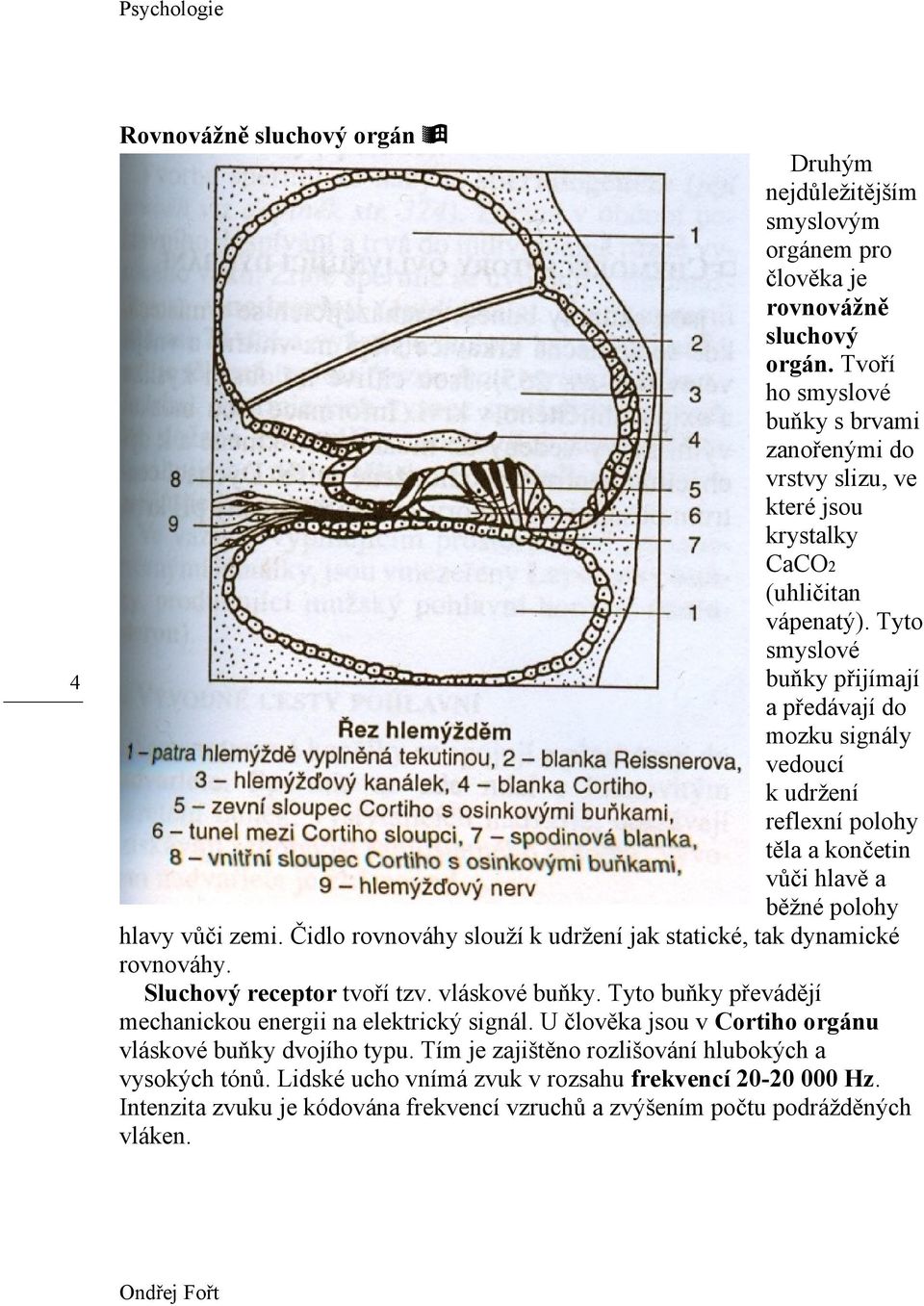 Tyto smyslové buňky přijímají a předávají do mozku signály vedoucí k udržení reflexní polohy těla a končetin vůči hlavě a běžné polohy hlavy vůči zemi.