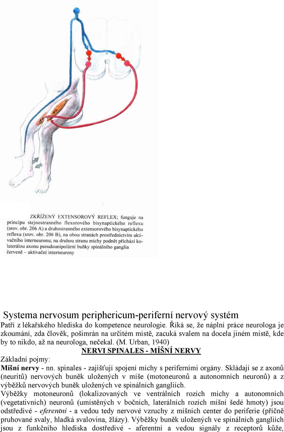 Urban, 1940) NERVI SPINALES - MÍŠNÍ NERVY Základní pojmy: Míšní nervy - nn. spinales - zajišťují spojení míchy s periferními orgány.
