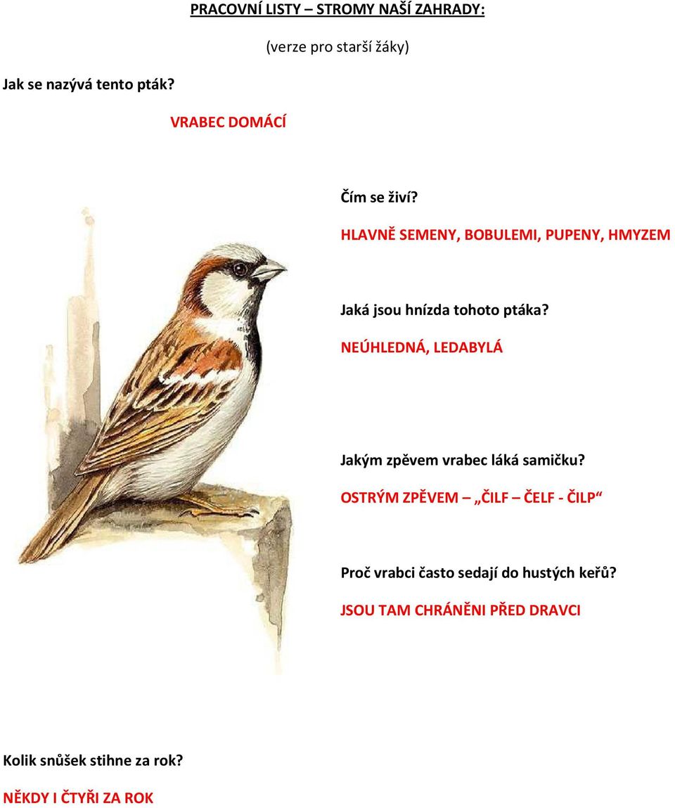 OSTRÝM ZPĚVEM ČILF ČELF - ČILP Proč vrabci často sedají do hustých keřů?