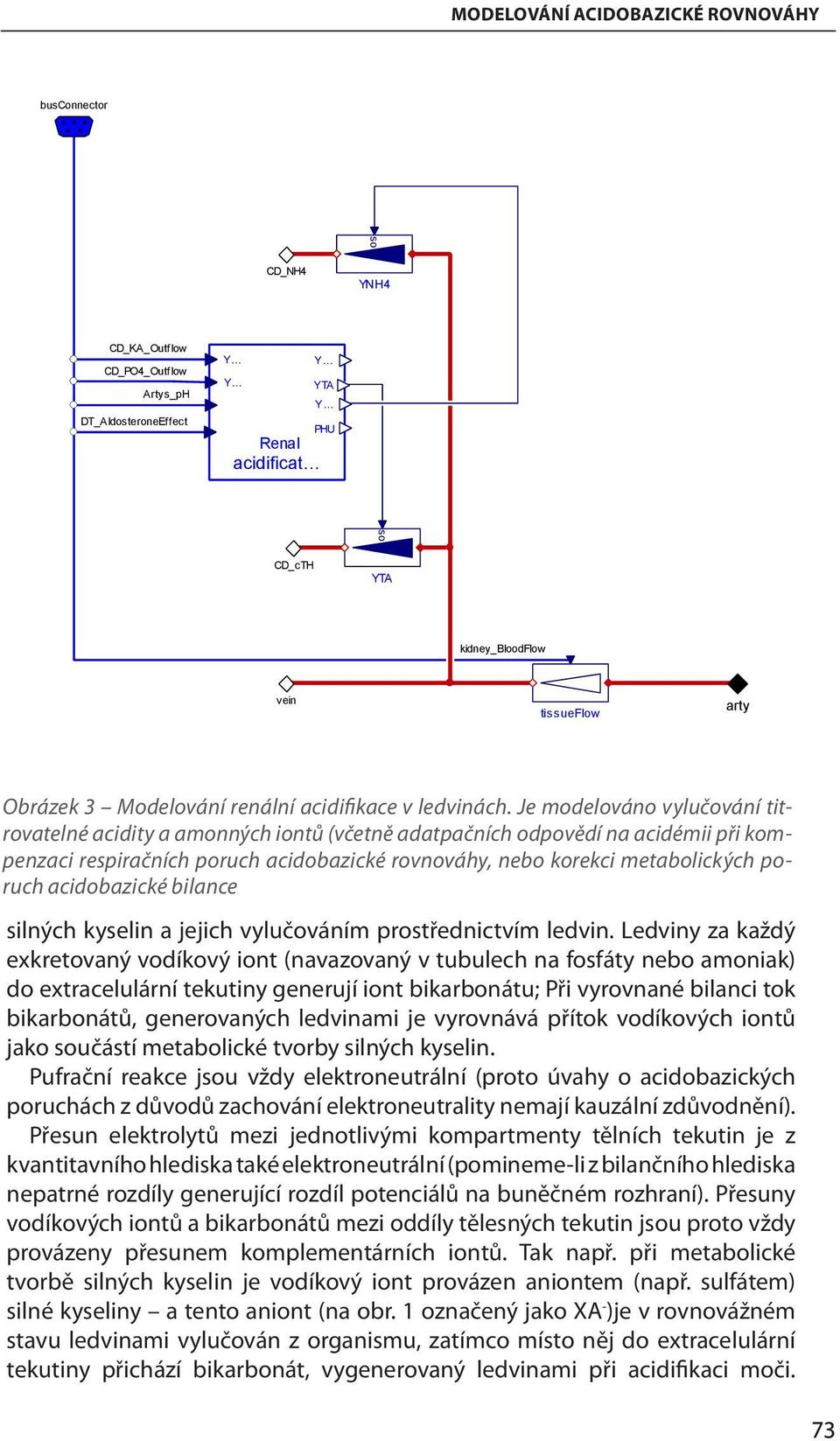 Je modelováno vylučování titrovatelné acidity a amonných iontů (včetně adatpačních odpovědí na acidémii při kompenzaci respiračních poruch acidobazické rovnováhy, nebo korekci metabolických poruch