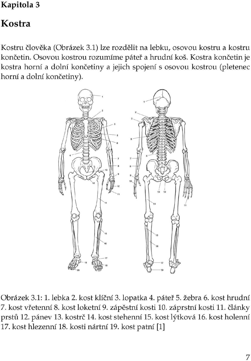 Kostra končetin je kostra horní a dolní končetiny a jejich spojení s osovou kostrou (pletenec horní a dolní končetiny). Obrázek 3.1:1.