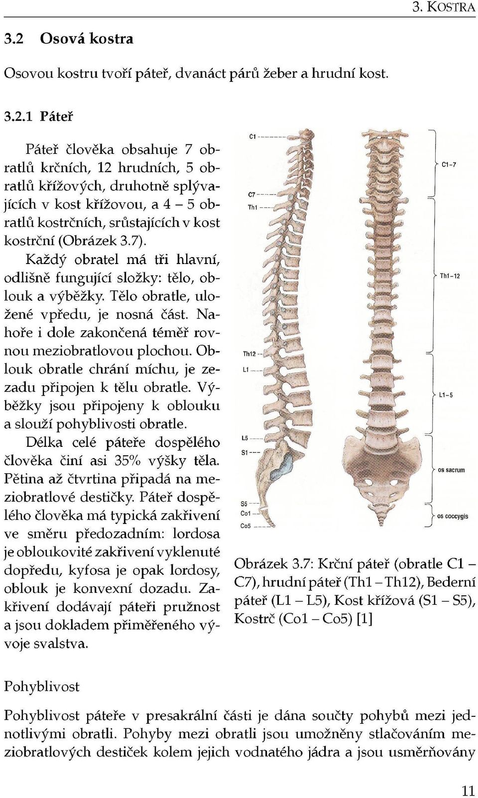 1 Páteř Páteř člověka obsahuje 7 obratiu krčních, 12 hradních, 5 obratiu křížových, druhotně splývajících v kost křížovou, a 4-5 obratiu kostrčních, srůstajících v kost kostrční (Obrázek 3.7).