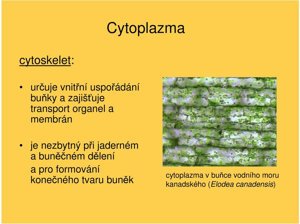 jaderném a buněčném dělení a pro formování konečného tvaru