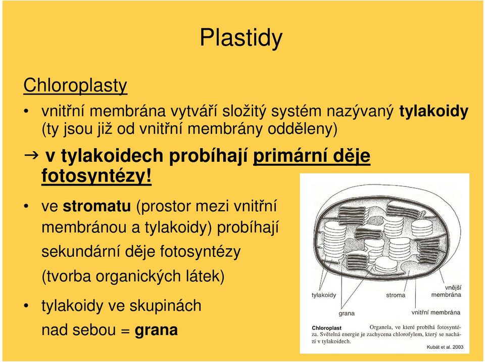 fotosyntézy!