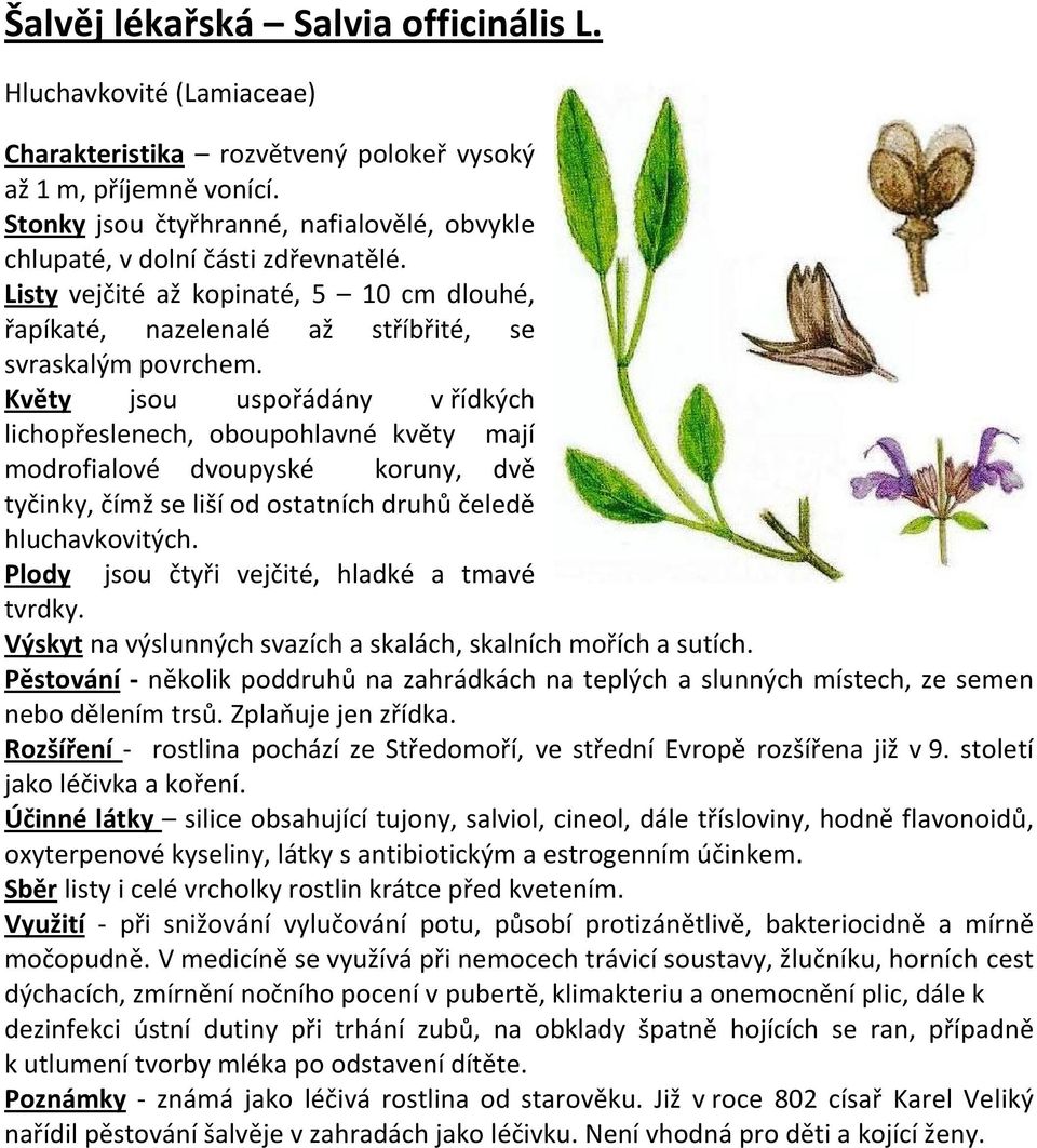 Květy jsou uspořádány v řídkých lichopřeslenech, oboupohlavné květy mají modrofialové dvoupyské koruny, dvě tyčinky, čímž se liší od ostatních druhů čeledě hluchavkovitých.